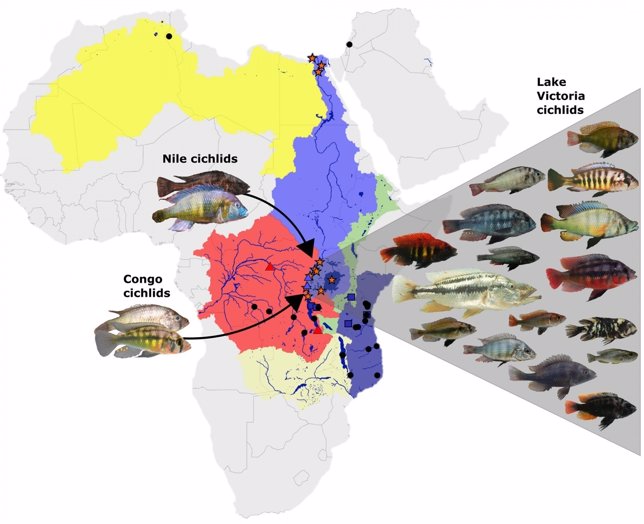 Diferentes tipos de peces surgidos de una hibridación hace 150.000 años