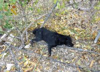 Investigan a un trabajador de una finca de Cieza por usar trampas que causaron la muerte a un perro