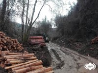 Herido un trabajador tras caerle un árbol encima cuando cortaba madera en Pravia