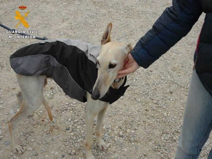 El galgo ya se encuentra en perfecto estado