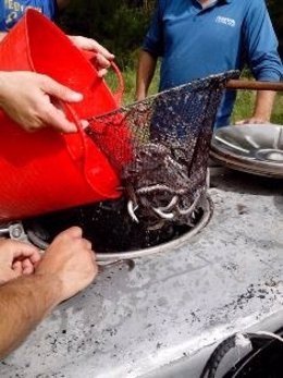 Liberan más de 5.000 anguilas en Flix para repoblar el Ebro