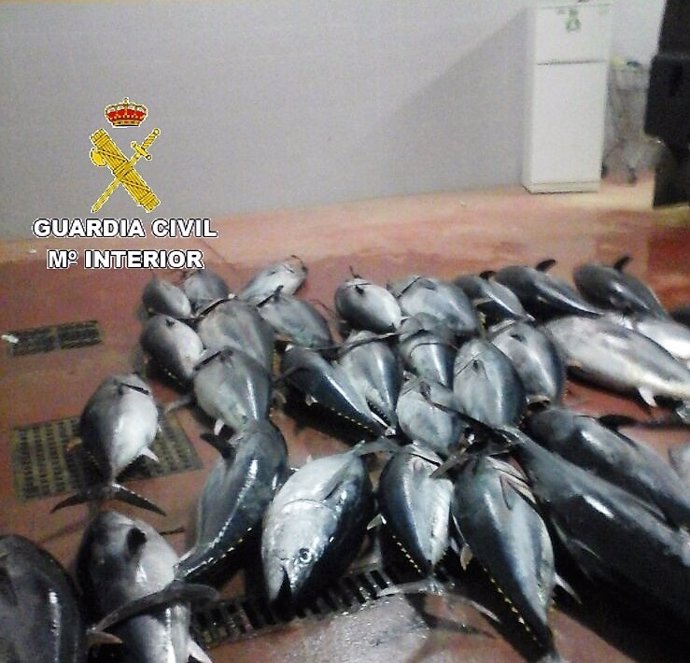 Atunes pescado ilegalmente en el Estrecho de Gibraltar