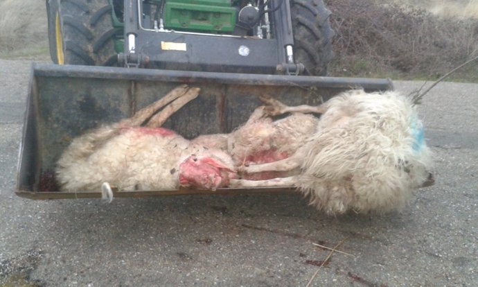 Ovejas muertas tras el ataque de los lobos. 