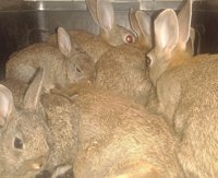 La Policía Canaria se incauta de 18 conejos que se vendían por Internet como salvajes para su suelta