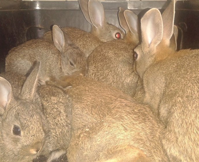 La Policía Autonómica se incauta de 18 conejos a la  venta en Internet