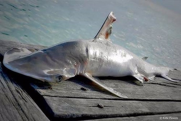Nueva especie de tiburón descubierta en Belice