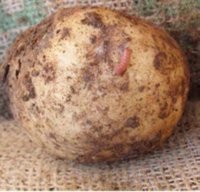 El PSdeG reprocha a la Xunta que no haya hecho "nada en dos años" para frenar la plaga de la patata