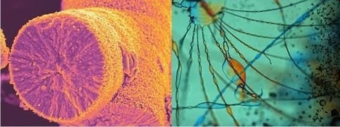 Biomorfos vistos a través de un microscopio 