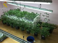 Diez detenidos y dos plantaciones de marihuana desmanteladas en Rivas