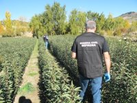 Investigado el dueño de un vivero en Huelma (Jaén) acusado de cultivar variedades de almendro protegidas industrialmente