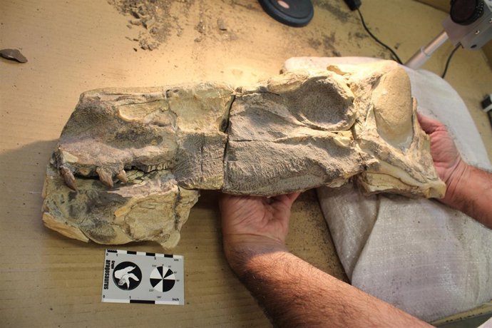 Dinosaurio de hace 180 millones de años, Isaberrysaura mollensis 