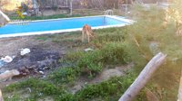 Recuperados cinco galgos en estado crítico de desnutrición y abandono en una finca de Morón