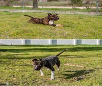 La Policía Local de Badajoz atiende a dos perros abandonados