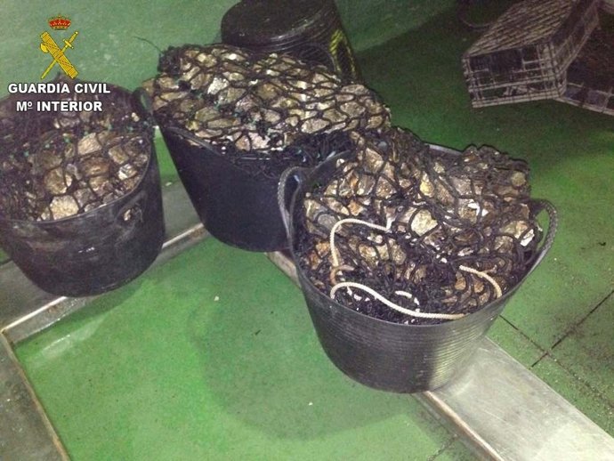 Intervenidos 75 kilos de ostras y una embarcación en la Ría de Ferrol