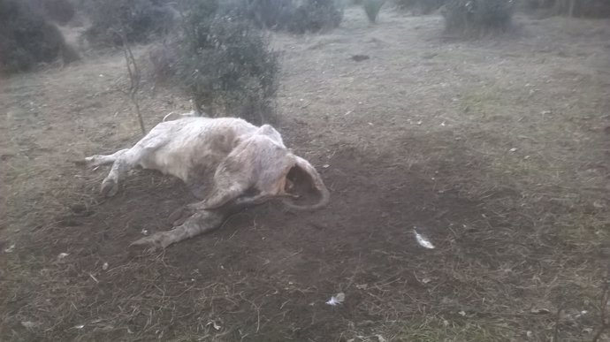 Ataque de los buitres a la vaca en Monleras.