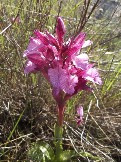 Descubren una población de doce especies de orquídeas silvestres en un  paraje de La Carolina (Jaén)