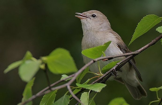 Descubren la hormona que impulsa a continuar el viaje de las aves migratorias tr