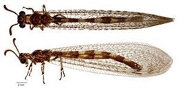 Descubren una nueva especie de hormiga león al sur de la península ibérica