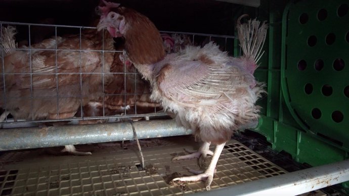 Gallina desplumada en una granja de producción de huevos