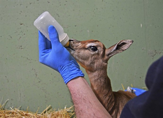 Nace en Bioparc una gacela "extinta" en la naturaleza