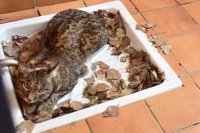 El Centro de Recuperación de Especies Amenazadas de Pinos Genil (Granada) acoge un ejemplar de lince ibérico