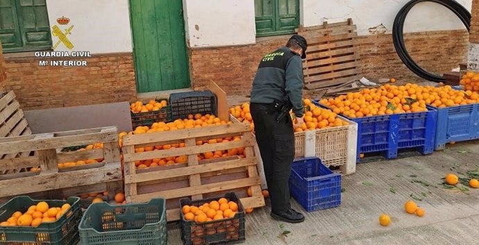 Naranjas robadas en Gibraleón (Huelva).