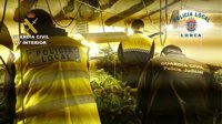 Desmantelado un punto de cultivo de marihuana en Lorca capaz de producir, al menos, cuatro cosechas anuales