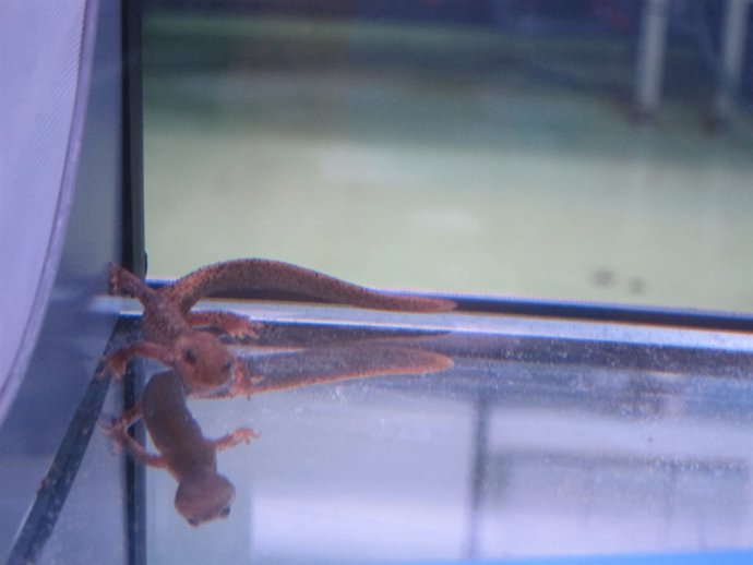 Tritó del Montseny en el Zoo de Barcelona