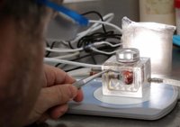 La UMA cuenta con un laboratorio de cultivo de algas polares único en España