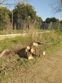 Ecologistas denuncia una tala de árboles plantados en 1992 en La Algaba mediante una acción participativa