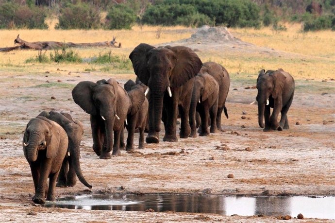 A herd of elephants walk past a watering hole in Hwange National Park, Zimbabwe,