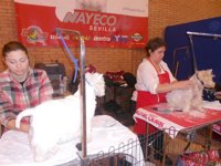 Fibes en Sevilla acoge Surmascotas, centro de exposición, venta y adopción de mascotas de Andalucía el 4 y 5 de marzo