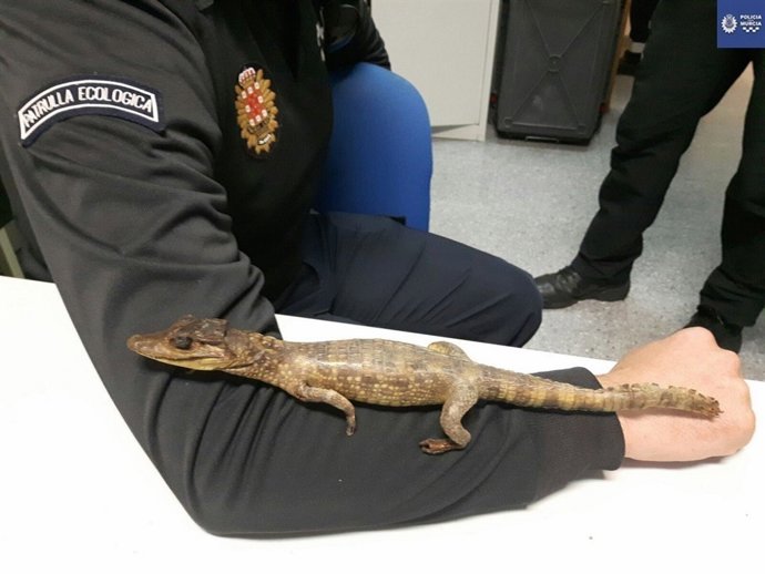 Imagen del cocodrilo disecado