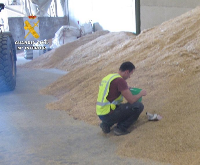 Inspección de grano en una de las naves. 