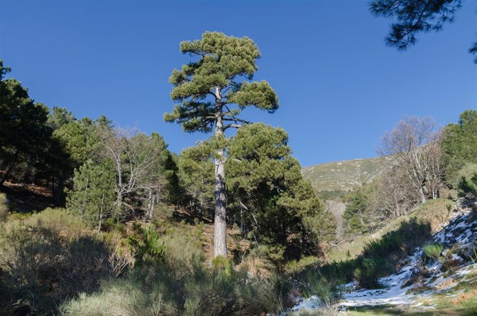 Fotografía Pino Aprisquillo