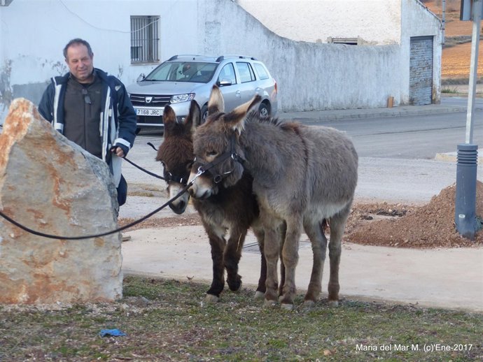 Benagéber "adopta" a dos burros