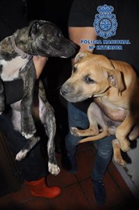La red de peleas de perros organizó cuatro combates en Tenerife y tenía un almacén clandestino en Adeje