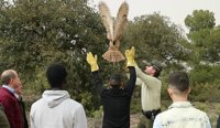 Liberan un ejemplar de búho real en Oria (Almería) tras un mes de recuperación