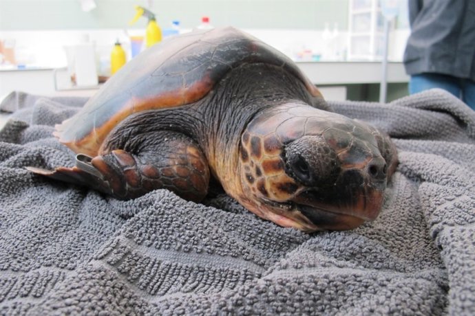 Tortuga babau rescatada a Sitges (Tarragona), actualment en tractament