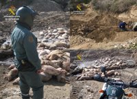 Investigados los dos responsables de una granja por dejar un centenar de cadáveres de cerdos a la intemperie