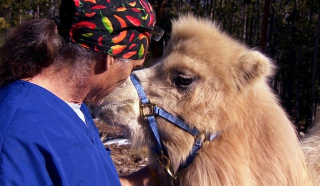 Veterinario en apuros