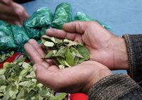 El Gobierno de Bolivia acepta ampliar la superficie que legalizará con la 'Ley de la hoja de coca'