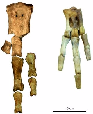 Comparación de huesos del pie del nuevo pingüino fósil y del pingüino emperador