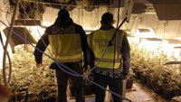 Incautan en Alicante 44 kilos de marihuana al vacío a un grupo que presuntamente la enviaba por correo a Europa