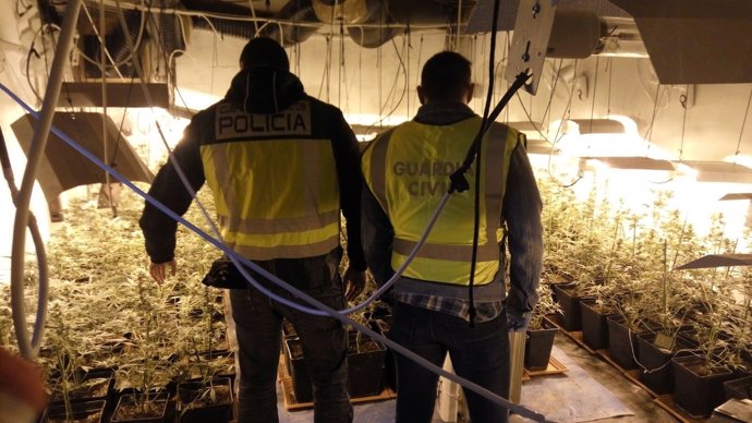 Un agente de la Policía Nacional junto a un guardiacivil en un cultivo indoor