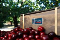 La DO Cereza del Jerte celebra la creación de un Grupo Operativo del Cerezo