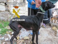 Rescatados 14 galgos, nueve de ellos cachorros, abandonados en un cercado de Úbeda