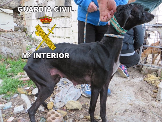 Uno de los ejemplares recuperados por la Guardia Civil