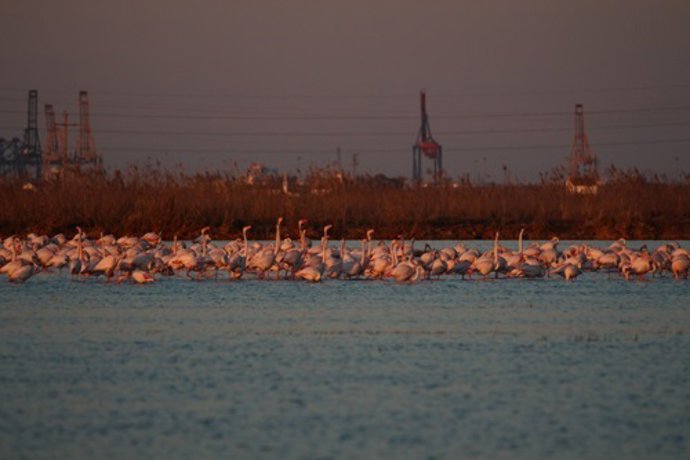  Flamencos En La Albufera De Valencia