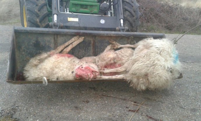 Ovejas muertas tras el ataque de los lobos. 